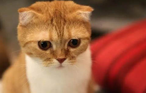 猫咪可以喝矿泉水吗为什么呢