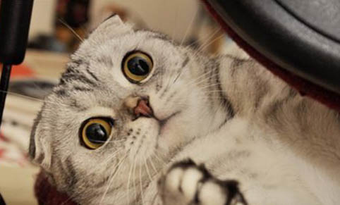 猫咪肝肾衰竭还有救吗