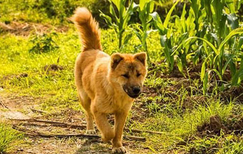 中华田园犬智商排名