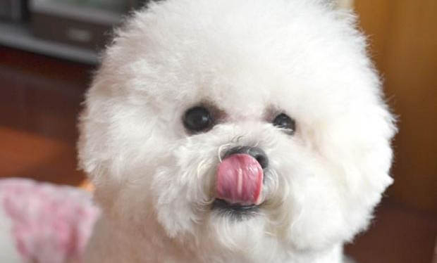 伴侣犬有哪些