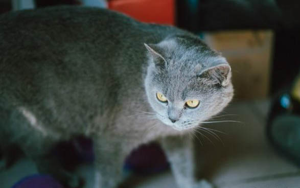猫为什么对猫薄荷有反应