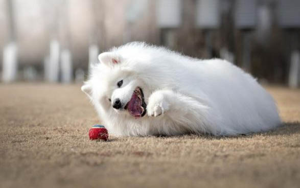 萨摩耶犬的性格外貌特征