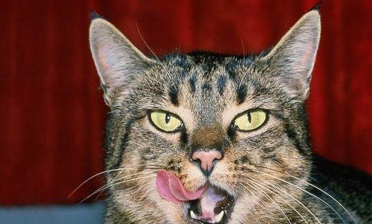 猫咪吐黄水但还有活力是怎么回事？