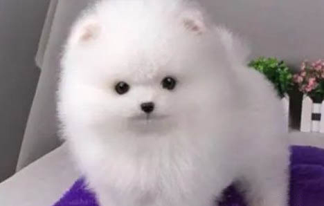博美幼犬怎么看纯不纯