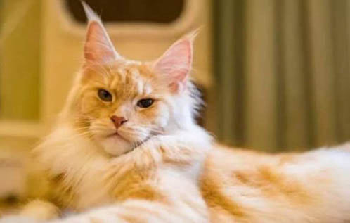 猫咪饮水机推荐