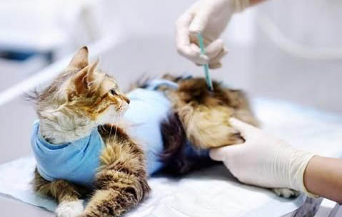 母猫宫缩一直不生怎么办?