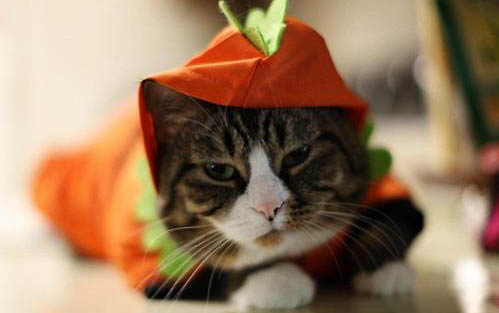猫咪冬天需要穿衣服么