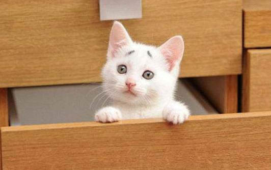 猫不叫了是什么原因