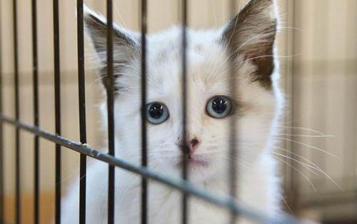 请问猫咪呕吐的原因及处理方法?