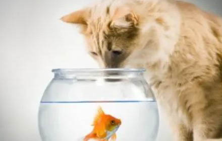 猫咪火车托运需要什么手续