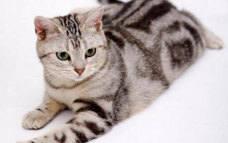 猫猫吐白色泡沫是怎么回事