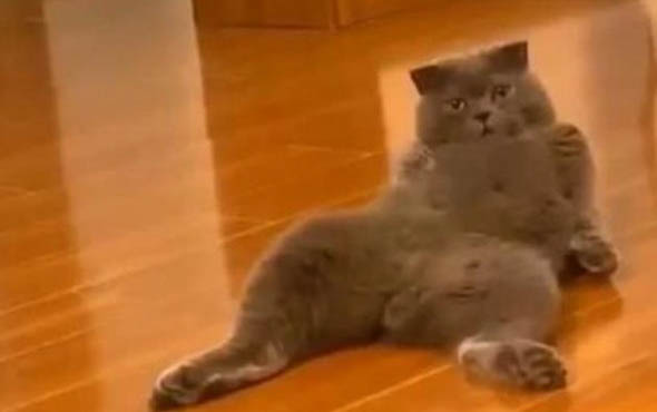 猫咪吃多了会拉稀吗?
