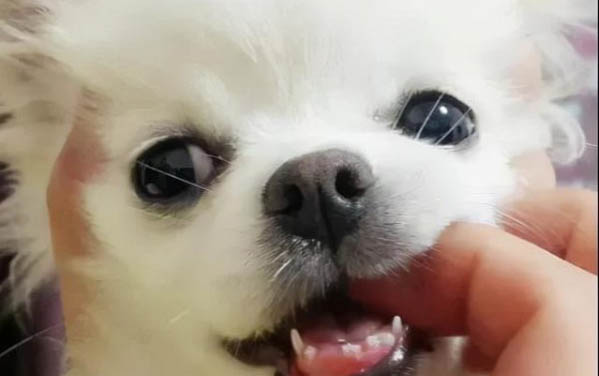 麻醉药给狗狗吃了会怎么样?