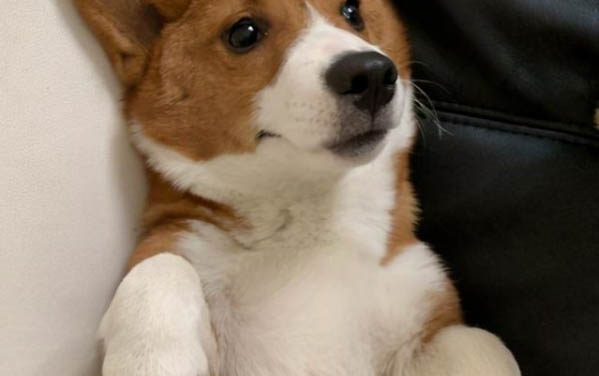 狗狗可以吃冬瓜吗