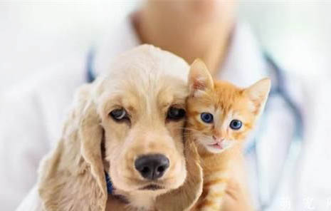 3个月猫咪吃多少罐头