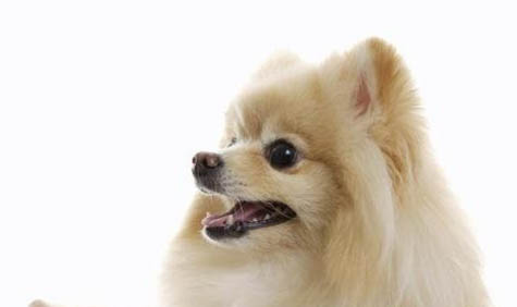 博美犬怎么饲养