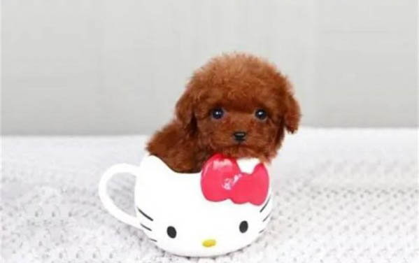 茶杯狗好养吗?