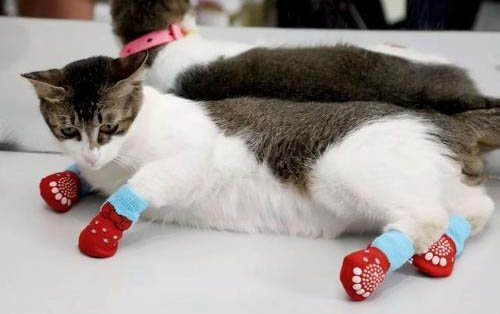 猫的寿命有多长时间呢