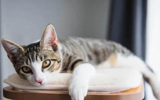 如何自己做猫牵引绳