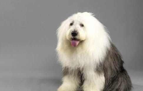 冰岛牧羊犬癫疯怎么处理