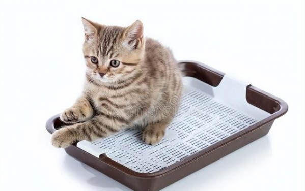 猫咪冬天怕冷吗