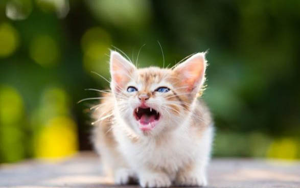小猫老是吐?这可能是原因!