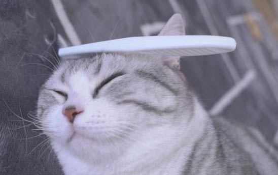一个月的小猫吃成猫粮会怎么样
