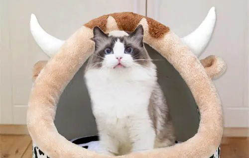 猫正常体温范围是多少