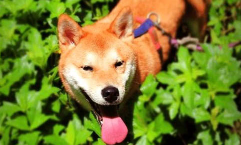 泰迪幼犬狗粮哪个牌子的品质好