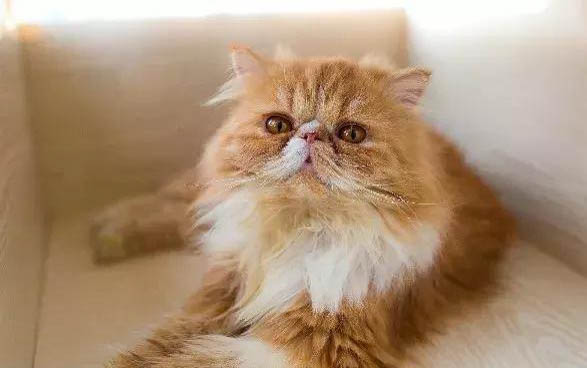 猫咪嘴巴红肿掉毛是咋回事