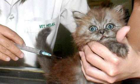 宠物猫有弓形虫吗