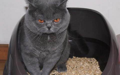 猫咪上吐下泻死了会不会传染另一只猫
