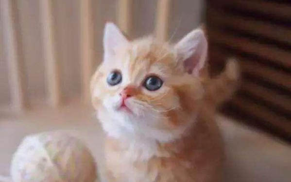 成猫粮和幼猫粮的区别