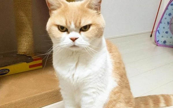 狗沐浴露猫咪可以用吗