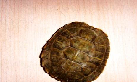 乌龟的繁殖方式