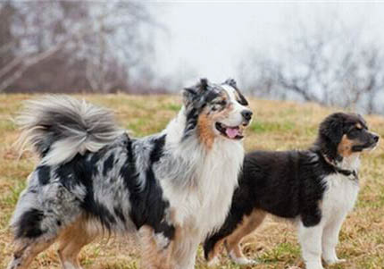 澳大利亚牧羊犬老喝水的原因及处理方法
