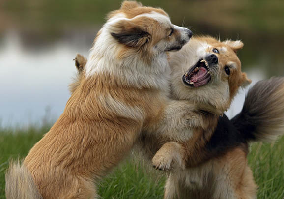 德国牧羊犬有哪些品种