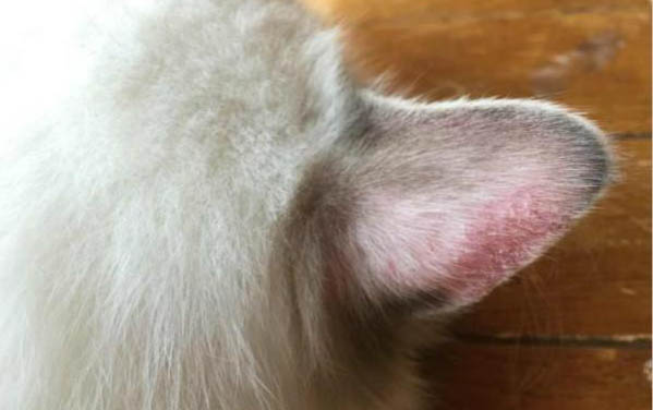 两个月小猫感冒流鼻涕