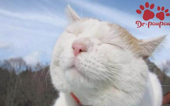 为什么猫咪的便便有血色呢