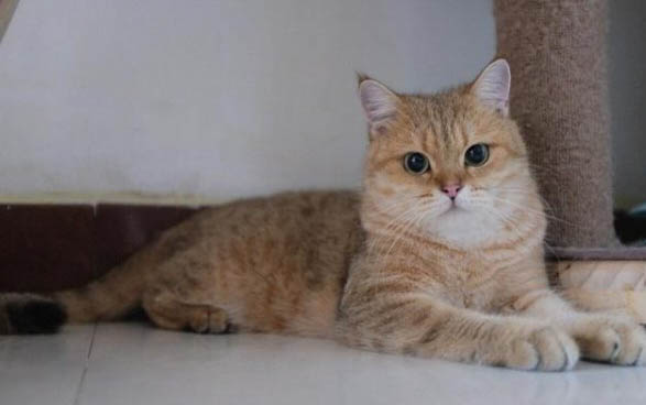 两个月的小猫能吃干猫粮吗