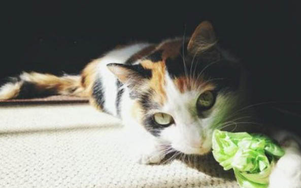 猫咪为什么不给摸背部