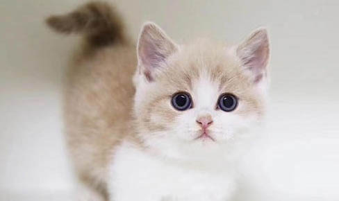 矮脚猫是基因缺陷吗