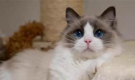 布偶猫价格多少钱一只幼猫