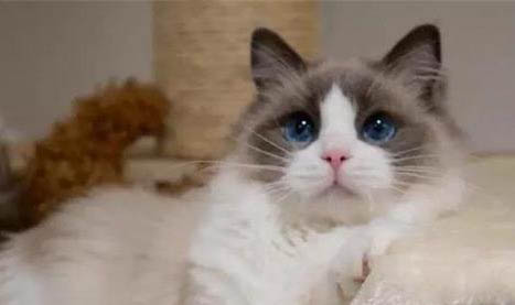 如何养好布偶猫