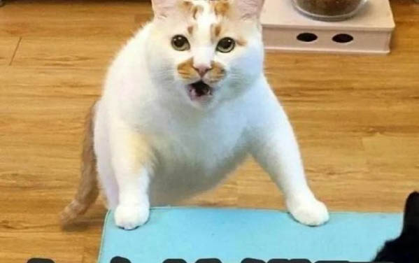 猫咪发烧吃什么药效果好