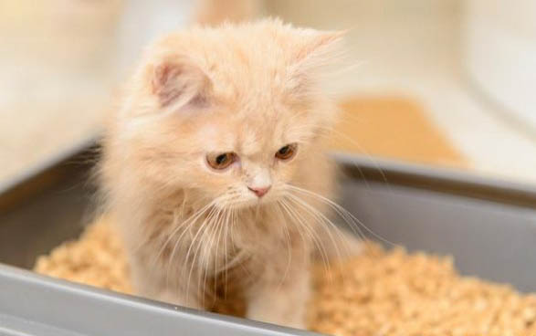 小猫小腿脱臼怎么处理