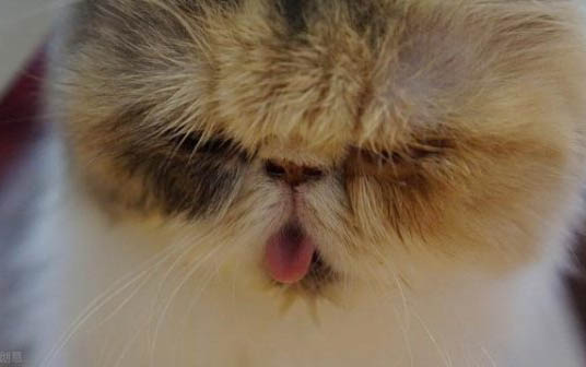 猫咪掉毛严重?这可能是原因