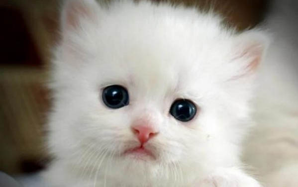 小猫总是流眼泪是怎么回事啊