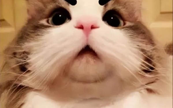 猫肚子咕咕叫拉稀是什么原因