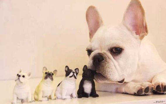 如何防止幼犬舔手?